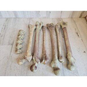 Bloody plastic femur bone leg Halloween prop set home decor scary